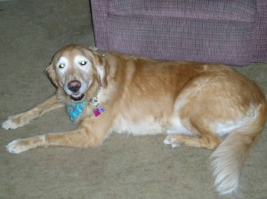 Jacinda smiling into the camera Jacinda, a golden retriever, rests on a carpet and looks toward the camera.